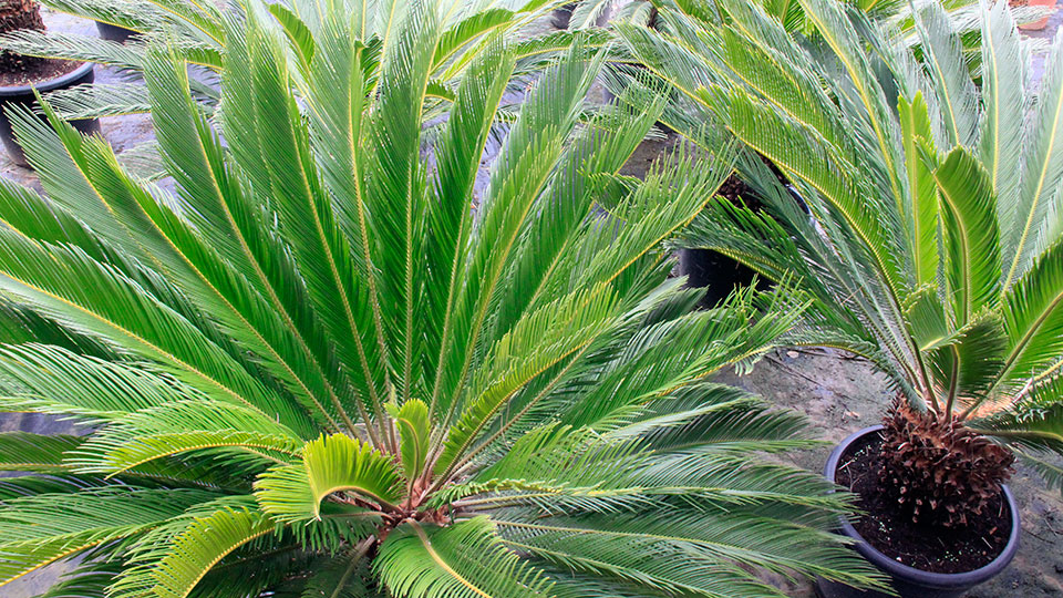 Cycas revoluta Baumschule MASIA ANGELA