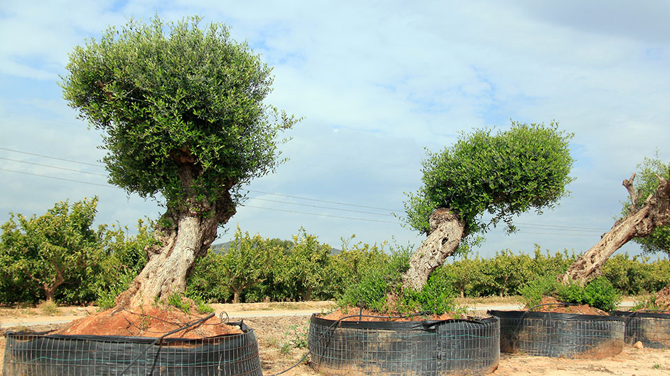 Olea europaea MASIA ANGELA Nursery